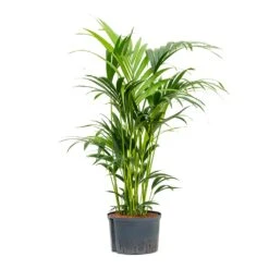 Howea - Kentia Palm - HydroCare -Plants Sale Store Howea Kentia Palm Hydroculture 28 19x100cm