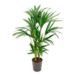 Howea - Kentia Palm - HydroCare -Plants Sale Store Howea Kentia Palm Hydroculture Indoor Plant 100cm