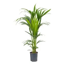 Howea - Kentia Palm - HydroCare -Plants Sale Store Howea Kentia Palm Hydroculture Indoor Plant 120cm