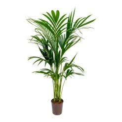 Howea - Kentia Palm - HydroCare -Plants Sale Store Howea Kentia Palm Hydroculture Indoor Plant 140cm