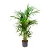 Howea - Kentia Palm - HydroCare -Plants Sale Store Howea Kentia Palm Hydroculture Indoor Plant 140cm Large