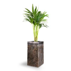 Howea Forsteriana - Kentia Palm -Plants Sale Store Howea forsteriana Kentia Palm 21x100cm Luxe Lite Layer Square Planter Bronze 27x27x50cm 1 932ca657 2631 4f07 a10f 66b9f355ce06