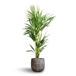 Howea Forsteriana - Kentia Palm -Plants Sale Store Howea forsteriana Kentia Palm 24x130cm Feico Plant Pot Metal Black 30x26cm 6f6c0580 98b6 42cc af70 361761182d90