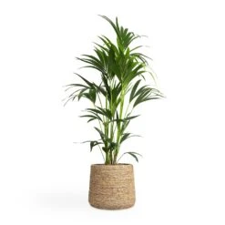 Howea Forsteriana - Kentia Palm -Plants Sale Store Howea forsteriana Kentia Palm 24x130cm Patt Plant Pot Straw Grass 35x30cm