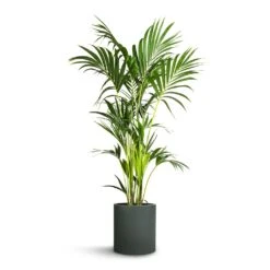 Howea Forsteriana - Kentia Palm -Plants Sale Store Howea forsteriana Kentia Palm 24x140cm Max Refined Planter Pine Green 29x29.5cm