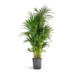 Howea Forsteriana - Kentia Palm -Plants Sale Store Howea forsteriana Kentia Palm 27x150cm b308ec08 0cce 4f4f acf8 35138eebfc3a