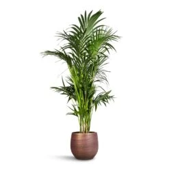 Howea Forsteriana - Kentia Palm -Plants Sale Store Howea forsteriana Kentia Palm 27x160cm Lydia Plant Pot Shiny Purple 36x32cm