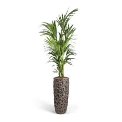 Luxe Lite Moon Partner Planter - Bronze -Plants Sale Store Howea forsteriana Kentia Palm 27x170cm Luxe Lite Moon Partner Planter Bronze 33x70cm