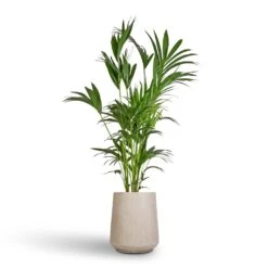 Howea Forsteriana - Kentia Palm -Plants Sale Store Howea forsteriana Kentia Palm 27x170cm Raindrop Tube High Round Planter Stone 37x42cm 93e04eda 2fdf 41ee 9dfe 2ee2d548443f