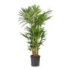 Howea Forsteriana - Kentia Palm -Plants Sale Store Howea forsteriana Kentia Palm 32x160cm d53efb47 23d5 4288 945d 582abb708a4d