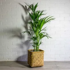 Howea Forsteriana - Kentia Palm -Plants Sale Store Howea forsteriana Kentia Palm Kobe Bamboo Planter