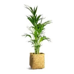 Howea Forsteriana - Kentia Palm -Plants Sale Store Howea forsteriana Kentia Palm Kobe Bamboo Planter plant pot