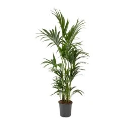 Howea Forsteriana - Kentia Palm -Plants Sale Store Howea forsteriana Kentia Palm Large