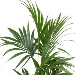 Howea - Kentia Palm - HydroCare -Plants Sale Store Howea forsteriana Kentia Palm Leaves Large 7e92d308 0d3b 4cd5 a867 16860fc2a4fc