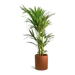 Max Refined Planter - Canyon Orange -Plants Sale Store Howea forsteriana Kentia Palm Max Refined Planter Canyon Orange 9de8b94b 8e23 44f1 aa6f 0d16a28e7f8a
