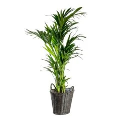 Nanna Wikr Plant Basket - Dark Brown -Plants Sale Store Howea forsteriana Kentia Palm Nanna Wikr Plant Basket dark brown d92ed21a 0c8b 4ebc a04d 94c0555e7386
