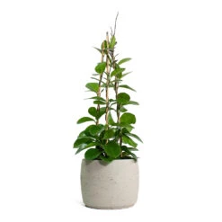Mini Valerie Plant Pot - Grey Washed -Plants Sale Store Hoya australis Common Wax Flower Column Mini Valerie Plant Pot Grey Washed