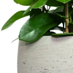 Mini Valerie Plant Pot - Grey Washed -Plants Sale Store Hoya australis Common Wax Flower Column Mini Valerie Plant Pot Grey Washed Close Up