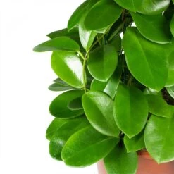 Plants Sale Store -Plants Sale Store Hoya australis Common Wax Flower Leaves