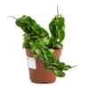 Hoya Carnosa Compacta - Rope Plant -Plants Sale Store Hoya carnosa Compacta Rope Plant 12cm
