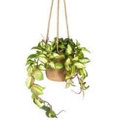 Hoya Carnosa Tricolor - Wax Plant -Plants Sale Store Hoya carnosa Tricolor Wax Plant 12x20cm Igmar Hanging Plant Basket Natural 17x14cm