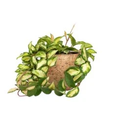 Hoya Carnosa Tricolor - Wax Plant -Plants Sale Store Hoya carnosa Tricolor Wax Plant 12x20cm Karlijn Plant Pot Camel 18x16cm