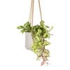 Hoya Carnosa Tricolor - Wax Plant -Plants Sale Store Hoya carnosa Tricolor Wax Plant 12x20cm Patt Hanging Plant Pot Grey Washed 17x14cm