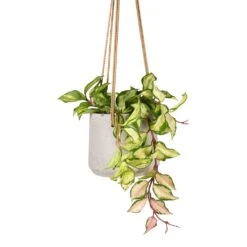 Patt Hanging Plant Pot - Grey Washed -Plants Sale Store Hoya carnosa Tricolor Wax Plant 12x20cm Patt Hanging Plant Pot Grey Washed 17x14cm ee4d3ed1 3046 4f3b abc3 e7eeb2e20dad