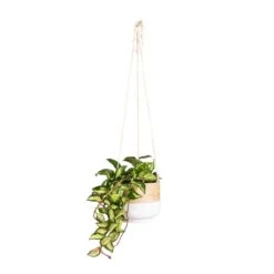 Hoya Carnosa Tricolor - Wax Plant -Plants Sale Store Hoya carnosa Tricolor Wax Plant 14x25cm Bamboo Hanging Plant Pot White 16x16cm