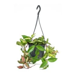 Hoya Carnosa Tricolor - Wax Plant -Plants Sale Store Hoya carnosa Tricolor Wax Plant