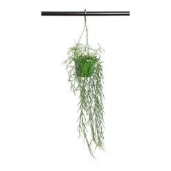 Hoya Linearis - Linear Porcelain Plant -Plants Sale Store Hoya linearis Linear Porcelain Plant 14cm