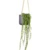 Hoya Linearis - Linear Porcelain Plant -Plants Sale Store Hoya linearis Linear Porcelain Plant 14x40cm Charlie Hanging Plant Pot Black Washed 18x18cm