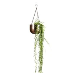 Hoya Linearis - Linear Porcelain Plant -Plants Sale Store Hoya linearis Linear Porcelain Plant 14x40cm Mayfair Hanging Plant Pot Mocha 21x16cm