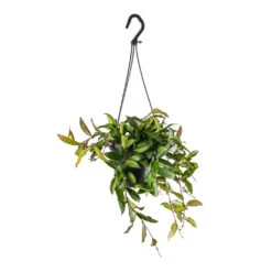 Hoya Rosita - Tropical Wax Plant -Plants Sale Store Hoya rosita Tropical Wax Plant 14x20cm
