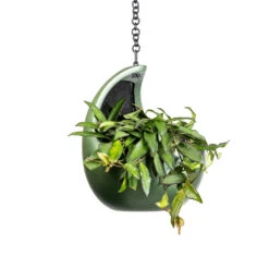 Gradient Hanging Cocoon - Matt Forest 12 Gradient Hanging Cocoon - Matt Forest -Plants Sale Store Hoya rosita Tropical Wax Plant 14x20cm Gradient Hanging Cocoon Matt Forest 20x24cm 2 c76dc3af 483d 4e2c a656 49aac75c48c0