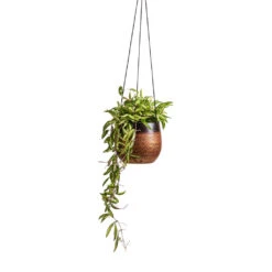 Mya Hanging Planter - Shiny Mocha -Plants Sale Store Hoya wayetii Tricolor Wax Plant 14x30cm Mya Hanging Planter Shiny Mocha 18x16cm