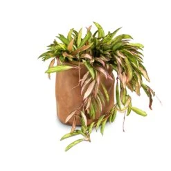 Hoya Wayetii Tricolor - Wax Plant -Plants Sale Store Hoya wayetii Tricolor Wax Plant 14x40cm Juna Plant Basket Cognac 17x17cm