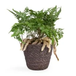 Humata Tyermannii - White Rabbit's Foot Fern -Plants Sale Store Humata tyermannii White Rabbit s Foot Fern 12x20cm Igmar Plant Basket Grey 15x12cm