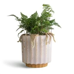 Humata Tyermannii - White Rabbit's Foot Fern -Plants Sale Store Humata tyermannii White Rabbit s Foot Fern 12x20cm Lugano Scalloped Plant Pot Mustard 16x16cm