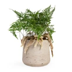 Humata Tyermannii - White Rabbit's Foot Fern -Plants Sale Store Humata tyermannii White Rabbit s Foot Fern 12x20cm Patt Plant Pot Grey Washed 17x14cm