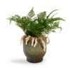Humata Tyermannii - White Rabbit's Foot Fern -Plants Sale Store Humata tyermannii White Rabbit s Foot Fern 13x25cm Linn Plant Pot Deep Green 15x15cm