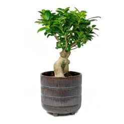 Ficus Ginseng - Indian Laurel -Plants Sale Store Indian Laurel Ficus Ginseng Denise Sky Blue a6d262a0 45cc 4180 9d68 d036bd3c90ba