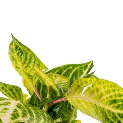 Iresine Herbstii Rich Goldstar - Yellow Bloodleaf -Plants Sale Store Iresine herbstii Goldstar Yellow Bloodleaf SWATCH 2