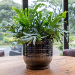 Jayla Plant Pot - Espresso -Plants Sale Store Jayla Espresso 1