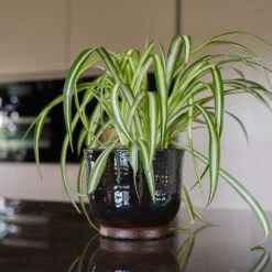 Jayla Plant Pot - Espresso -Plants Sale Store Jayla Espresso 3