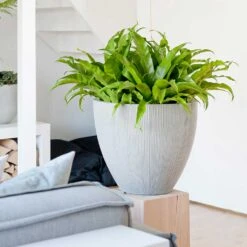 Jesslyn Plant Pot - Ridged Cement -Plants Sale Store Jesslyn Plant Pot Ridged Cement Asplenium Houseplants