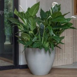 Jesslyn Refined Planter - Clouded Grey -Plants Sale Store Jesslyn Refined Planter Clouded Grey Peace Lillies