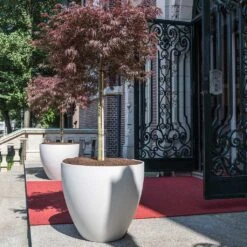 Jesslyn Refined Planter - Natural White -Plants Sale Store Jesslyn Refined Planter Natural White Entrance Planter