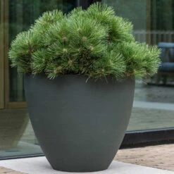 Jesslyn Refined Planter - Pine Green -Plants Sale Store Jesslyn Refined Planter Pine Green Outdoor Plant Display