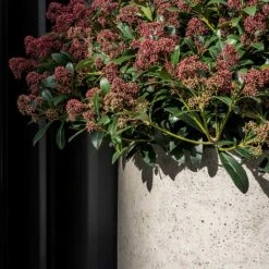 Jumbo Charlie Planter - Stone Washed -Plants Sale Store Jumbo Charlie Planter Stone Washed Close Up